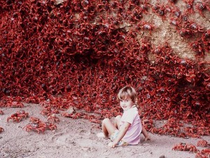 Wasn't I adorable? Those Christmas Island red crabs migrate to the sea to shake off eggs and then go back to their normal lives.